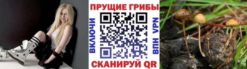 ссылка на мегу онион  Торжок  Псилоцибиновые грибы мицелий 